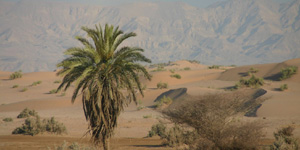 Wadi-Araba-Jordan